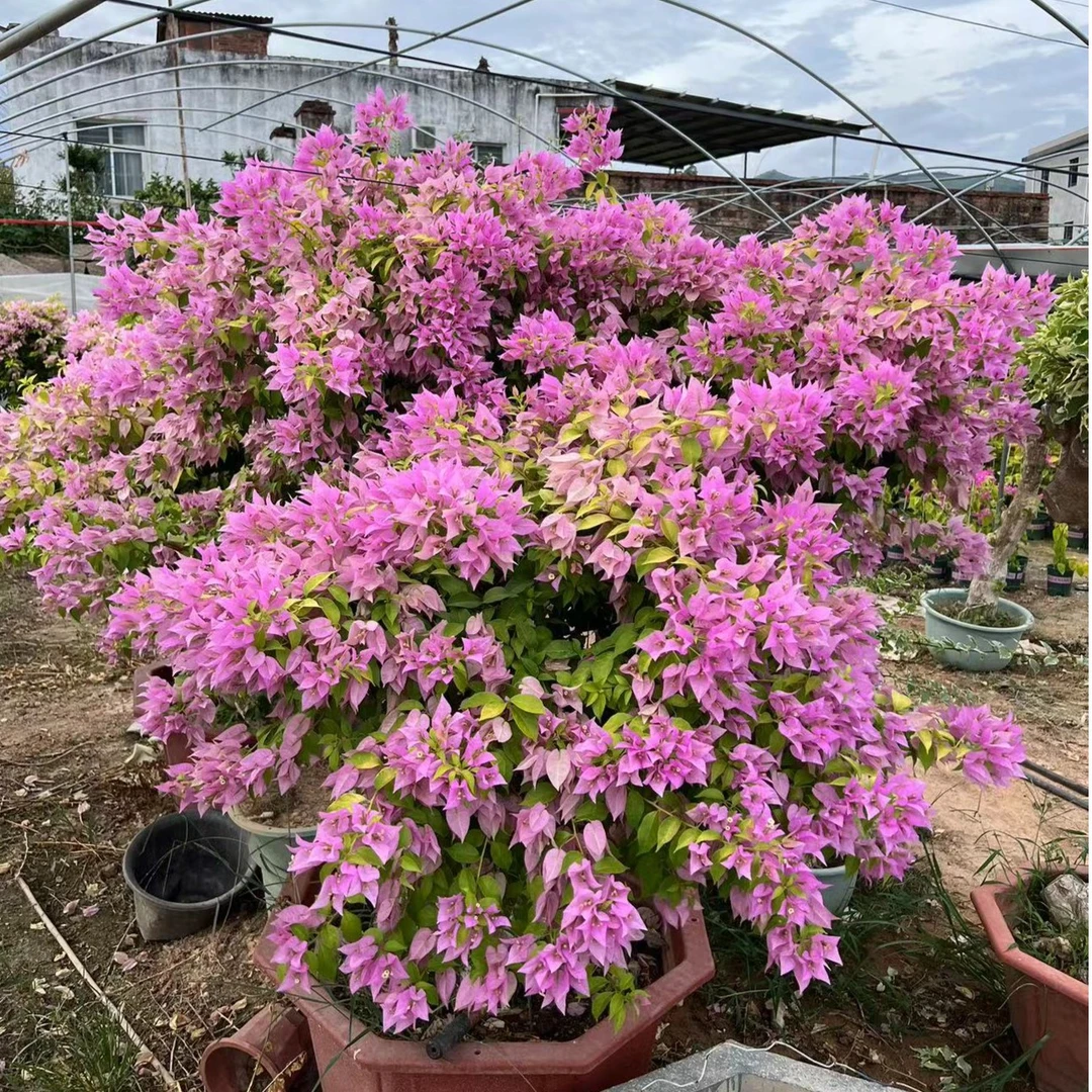 三角梅绿植盆栽【一物一拍】粉红豹 苹果花 不甜西瓜马斯...品种苗