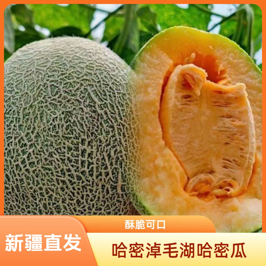 [瓜王]哈密淖毛湖西州蜜优质肉厚香甜爽口清脆新疆哈密瓜特级