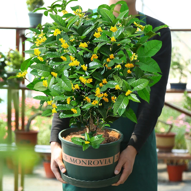 桂花树苗盆栽四季开花植物室内外花卉浓香好养阳台小绿植盆景月桂