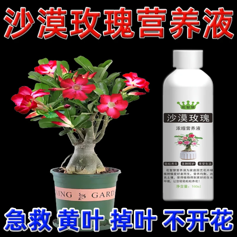 沙漠玫瑰发黄掉叶专用营养液天宝花催花促花肥料叶子黄边落叶烂根