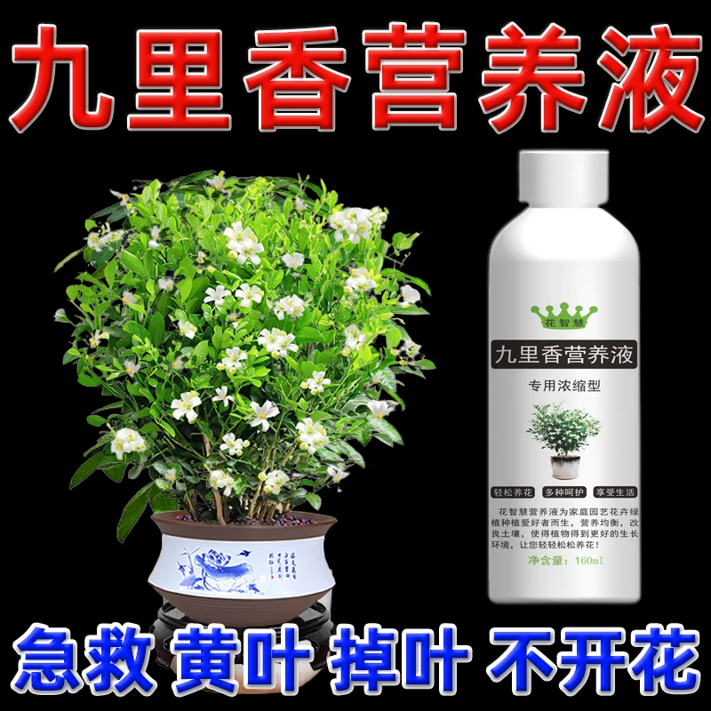 九里香叶子发黄专用营养液千里香肥料专用肥黄叶掉叶不开花怎么办