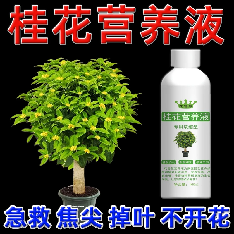 四季桂花树专用营养液催花促开花肥料丹桂专用肥金桂黄叶焦尖掉叶