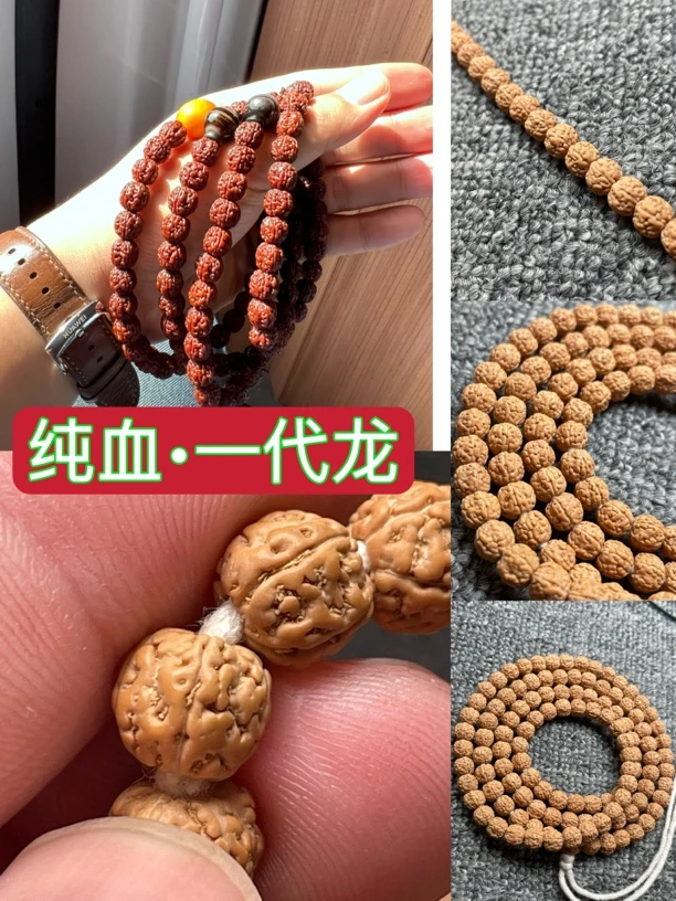 无忧款SSS纯血正统原桩一代龙 金刚菩提