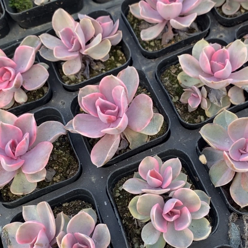 【闪购商品】彩虹锦