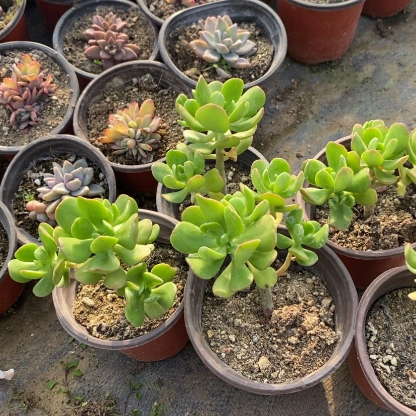【闪购商品】5颗达摩宝珠