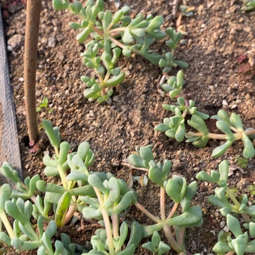 【闪购商品】白凤菊