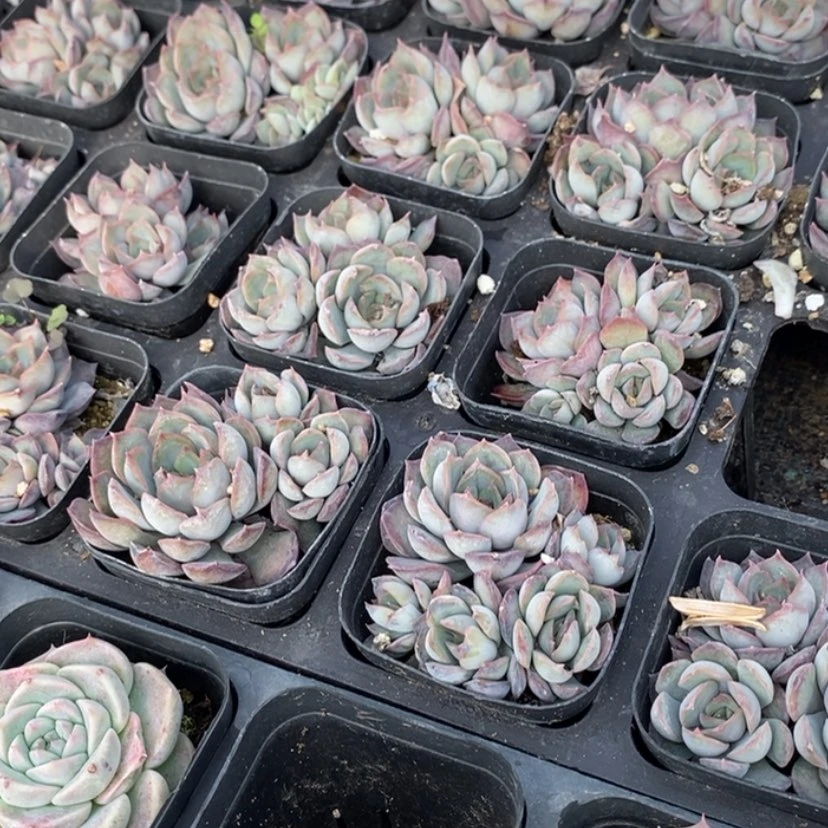 【闪购商品】暗冰群生