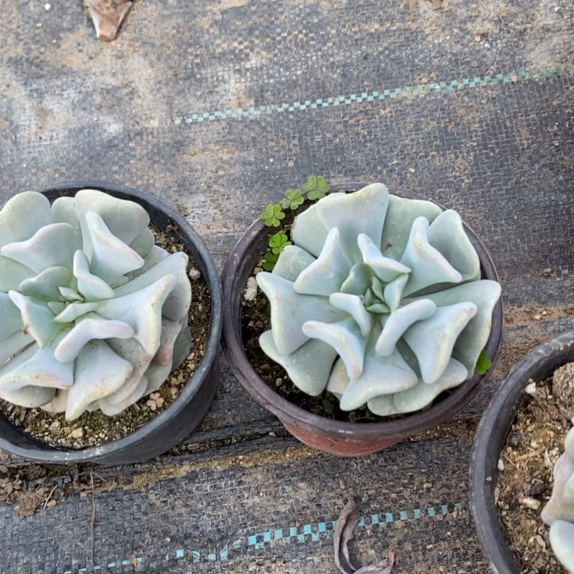 【闪购商品】血精灵2颗