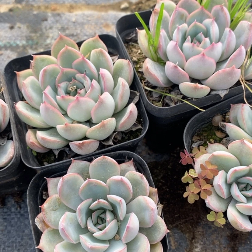 【闪购商品】菲欧娜