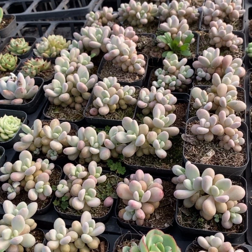 【闪购商品】群生桃蛋