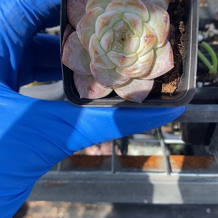 冰魄优选，满25包邮