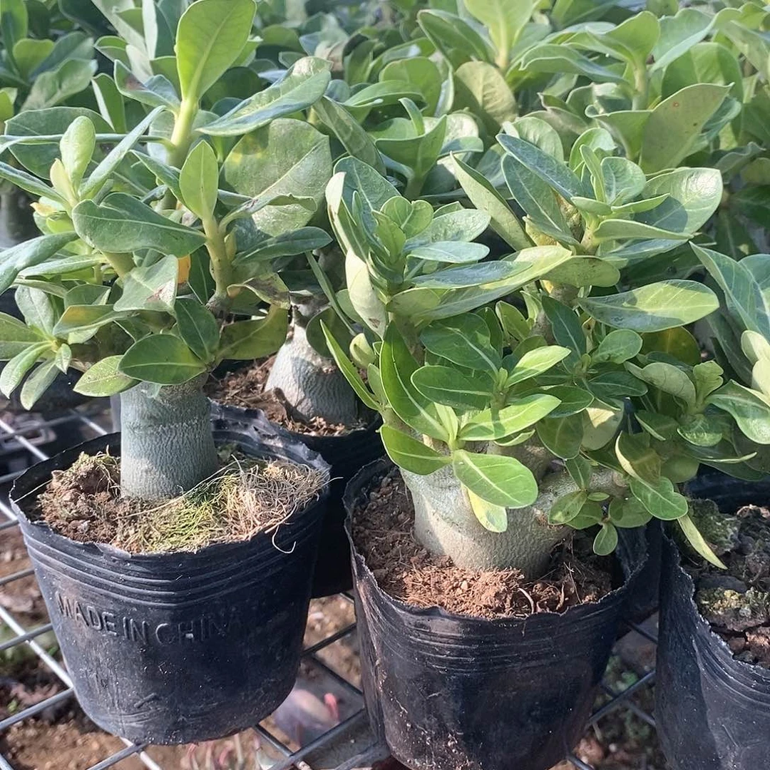 沙漠玫瑰,奥利给