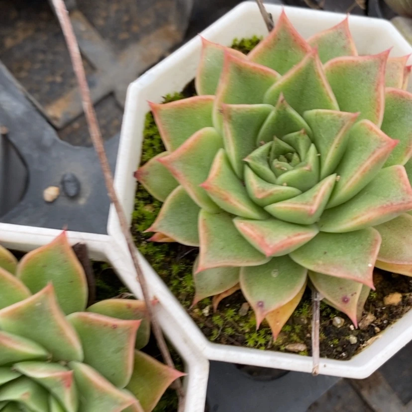 【闪购商品】精品多肉