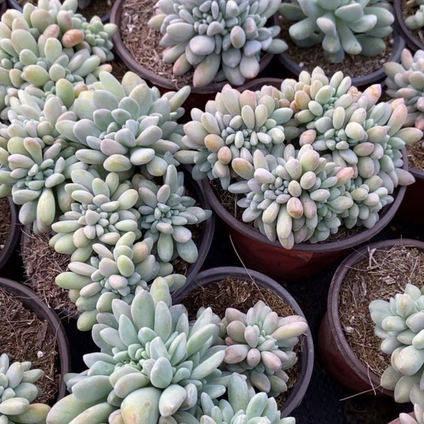 【闪购商品】挑大的