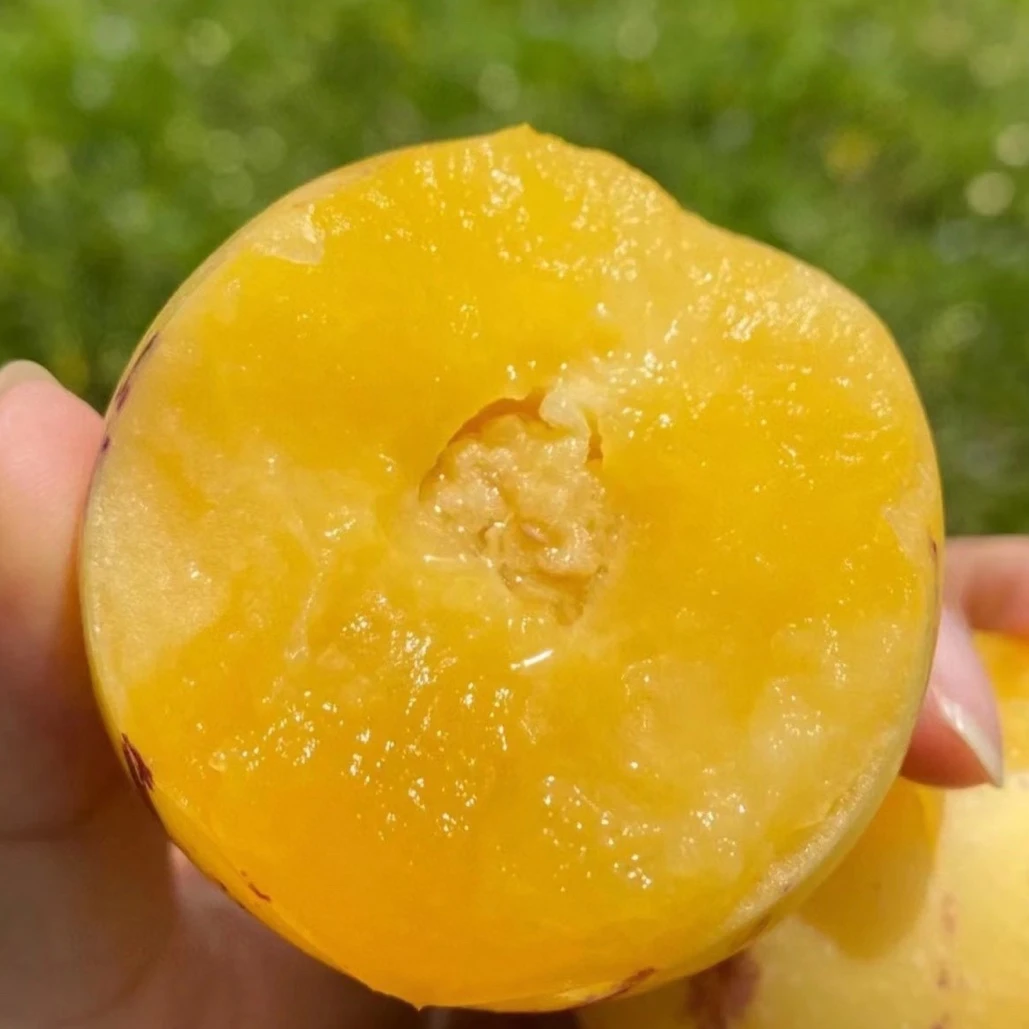 树熟人参果净重3斤