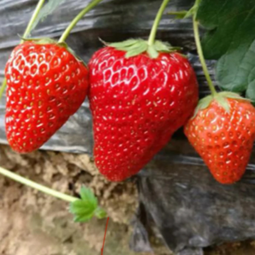 正宗马家岗玖玖牛奶草莓小果净重1.8斤顺丰发货