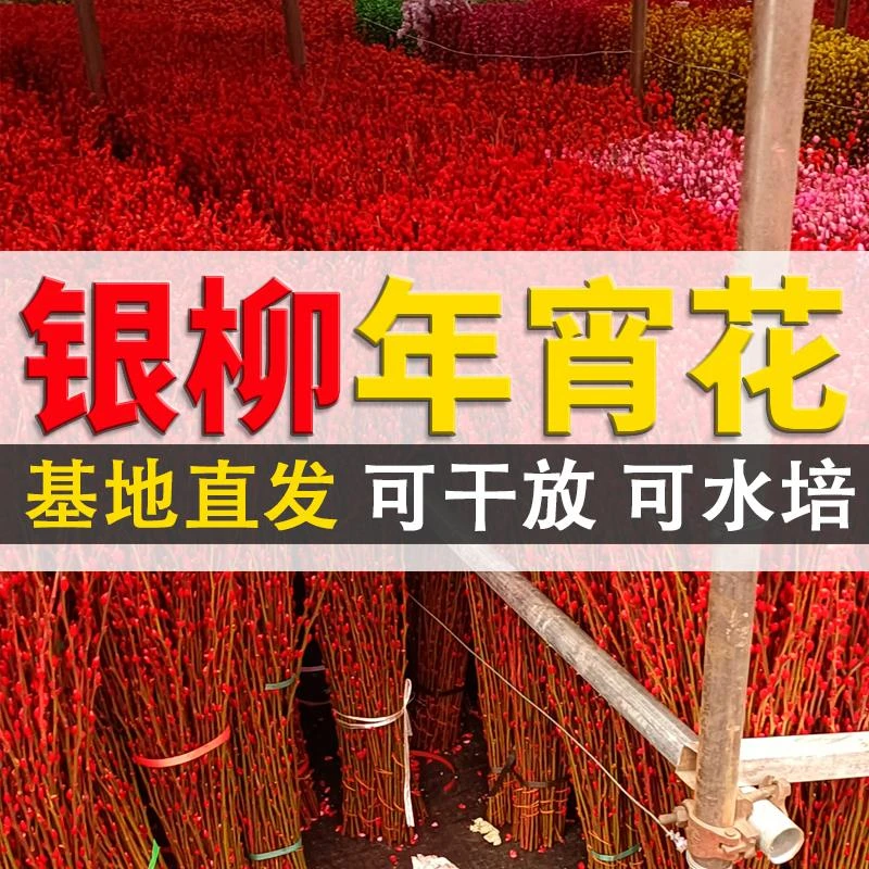 红色银柳干花花束年宵花卉真花鲜枝客厅装饰摆件福桶插花办公室花