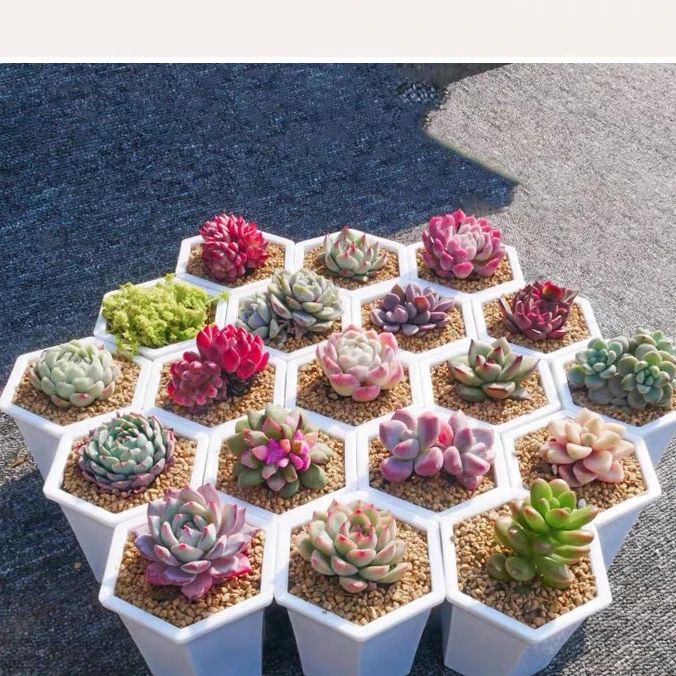多肉植物组合新手套餐包邮花卉盆栽小颗肉肉迷你可爱201号到399号