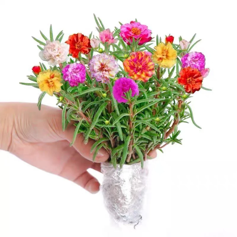 重瓣太阳花无根枝条带花苞易活阳台庭院盆栽地栽见土就活好养玫红