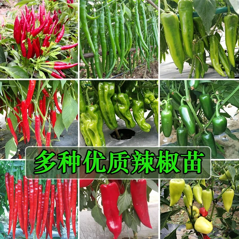 多种辣椒苗种子泡椒尖椒朝天椒杭椒种植秧苗地栽盆栽