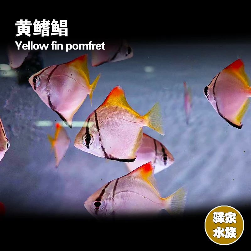 黄鳍鲳鱼观赏鱼热带鱼草缸鱼群游鱼霓虹灯鱼小型混养鱼灯科鱼