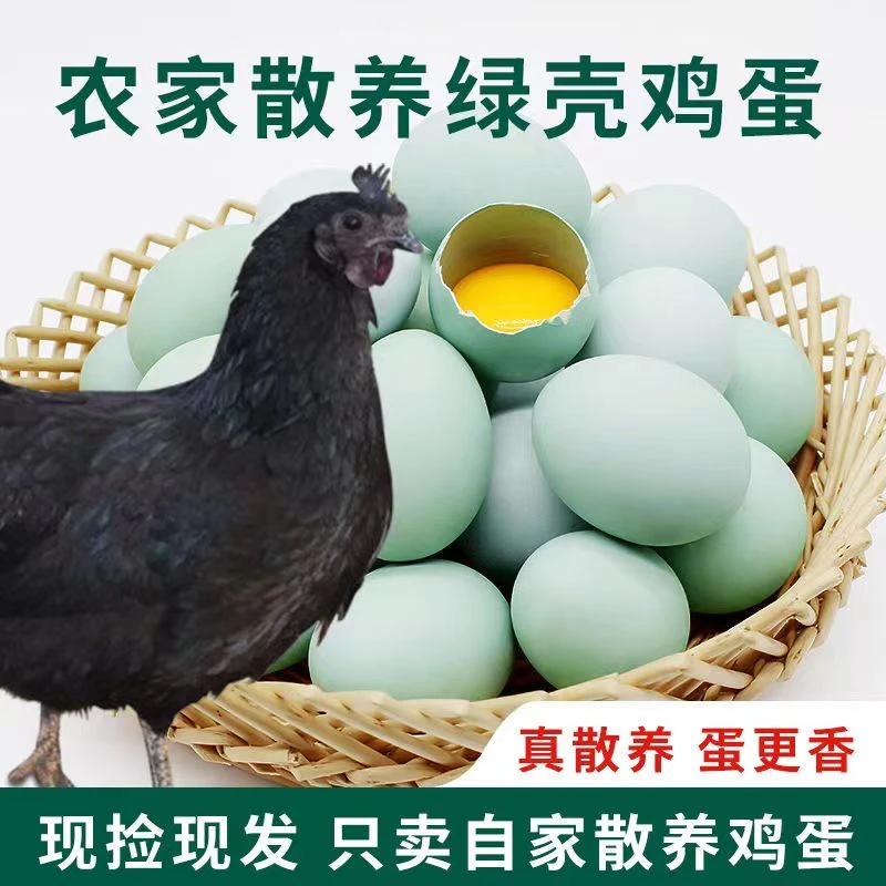 新鲜绿壳乌鸡蛋虫草蛋土鸡蛋农家散养笨鸡蛋乌鸡柴鸡蛋绿壳蛋包邮