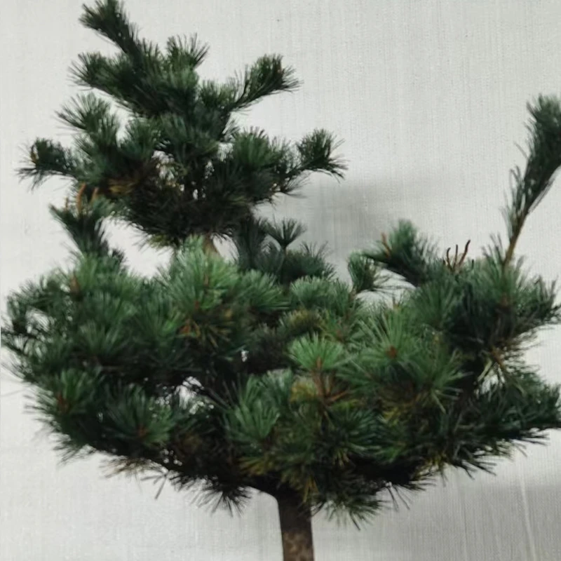 五针松造型盆栽地栽农家自产自销 直播间一物一拍