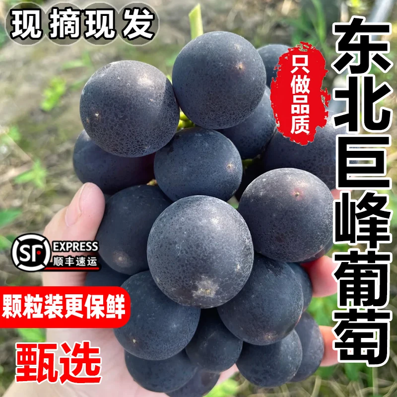 【顺丰冷链】东北巨峰葡萄颗粒装新鲜时令现摘无籽黑葡萄黑提子包邮