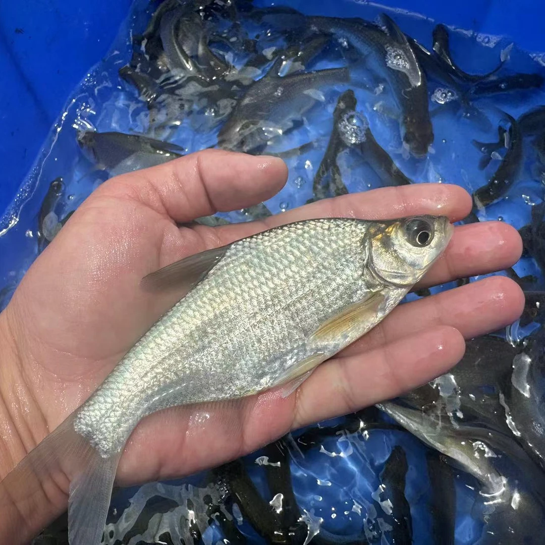 观赏鱼小鱼四川发货