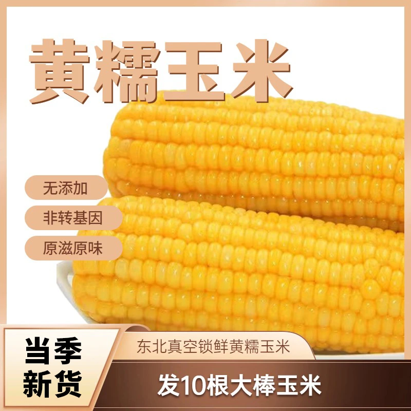 东北黄糯香糯甜糯玉米240-320克【10根整箱】真空包装