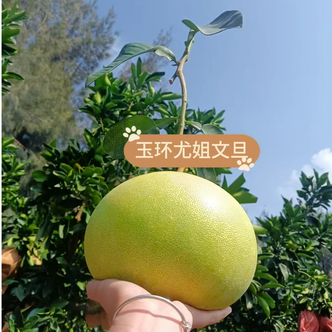玉环文旦酸甜多汁应季水果柚子自家果园新鲜水果