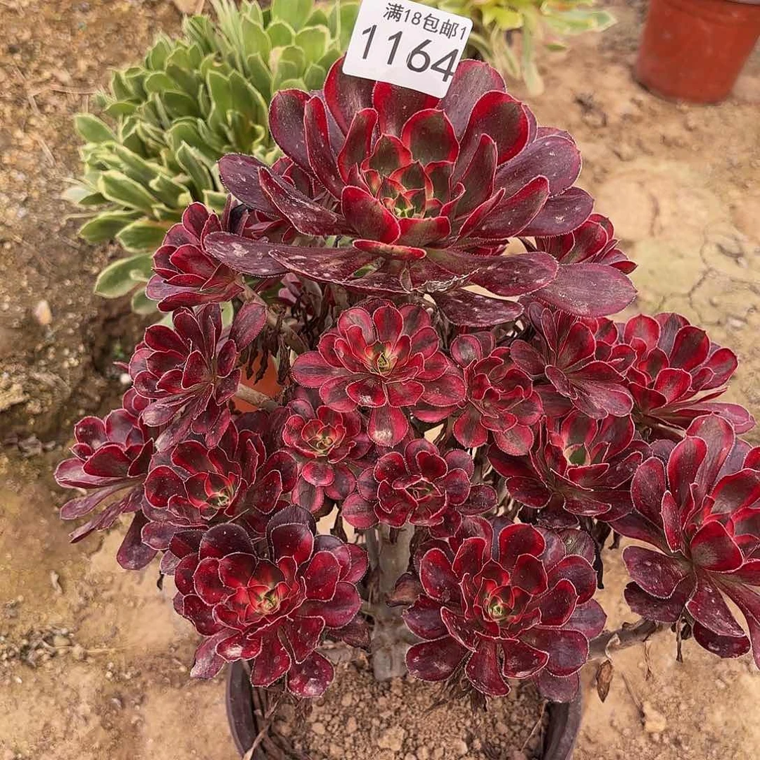 香奈儿1164多肉植物