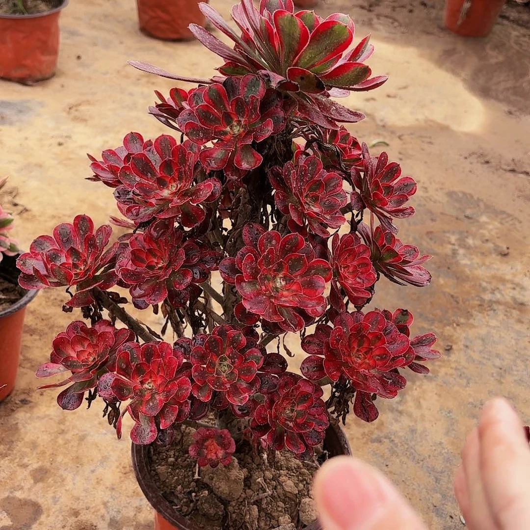 香奈儿大号29.9多肉植物