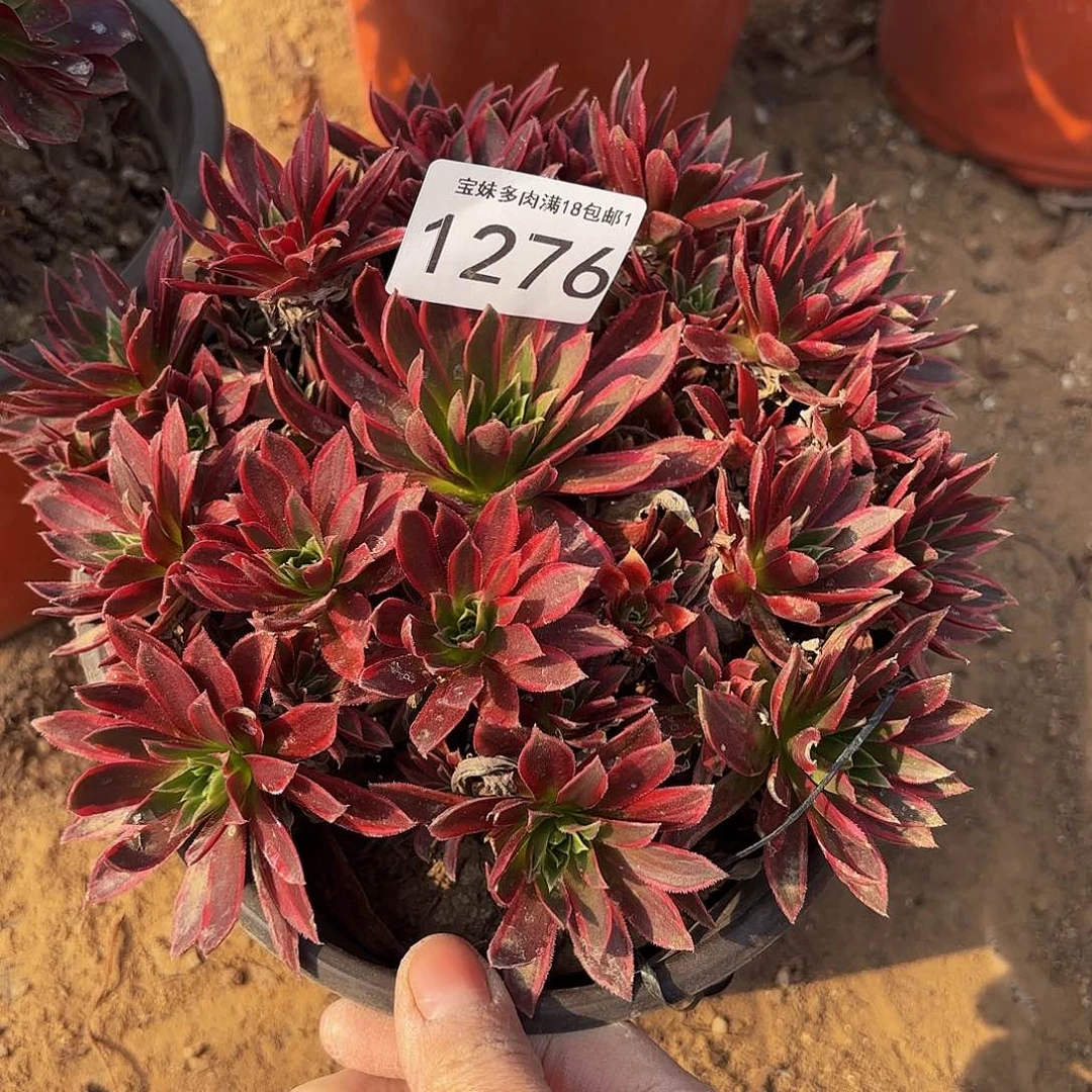 凤凰超白锦多肉植物1276