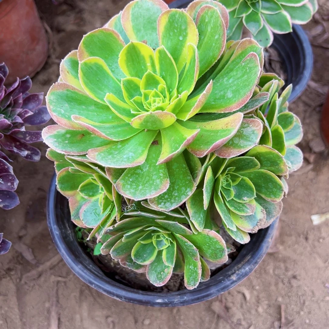 奶白9.9请棚福利