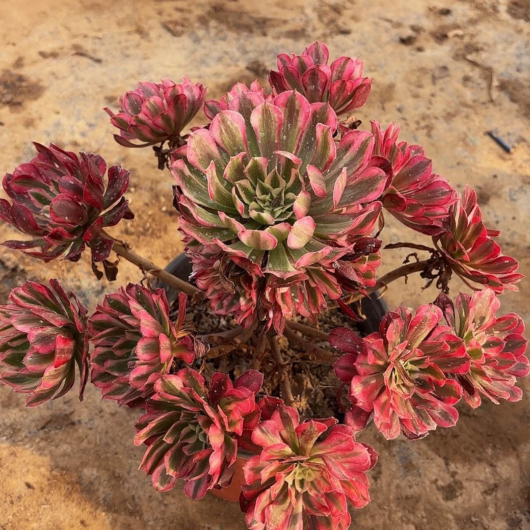 红铜超白1656 多肉植物