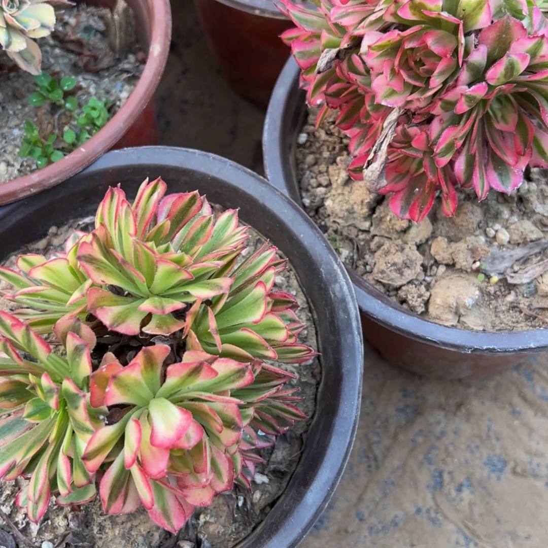 伊丽莎白掐心绣球，祝融掐心绣球各一颗9.9请棚福利