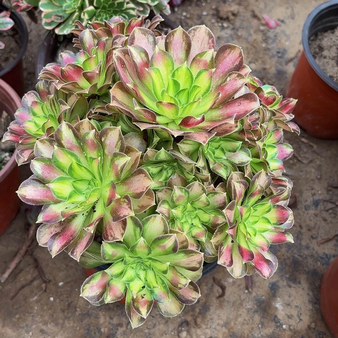 韶华12.8 2多肉植物