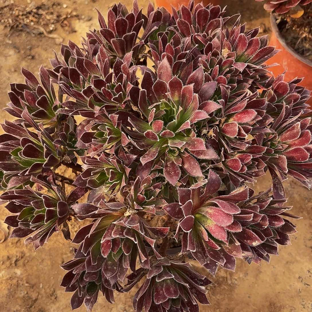 火凤1150多肉植物