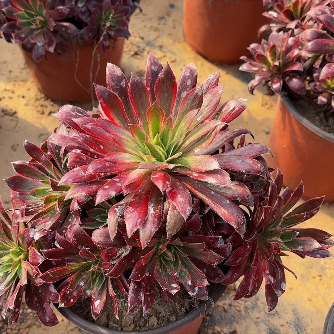 孔雀锦冷南12.8多肉植物