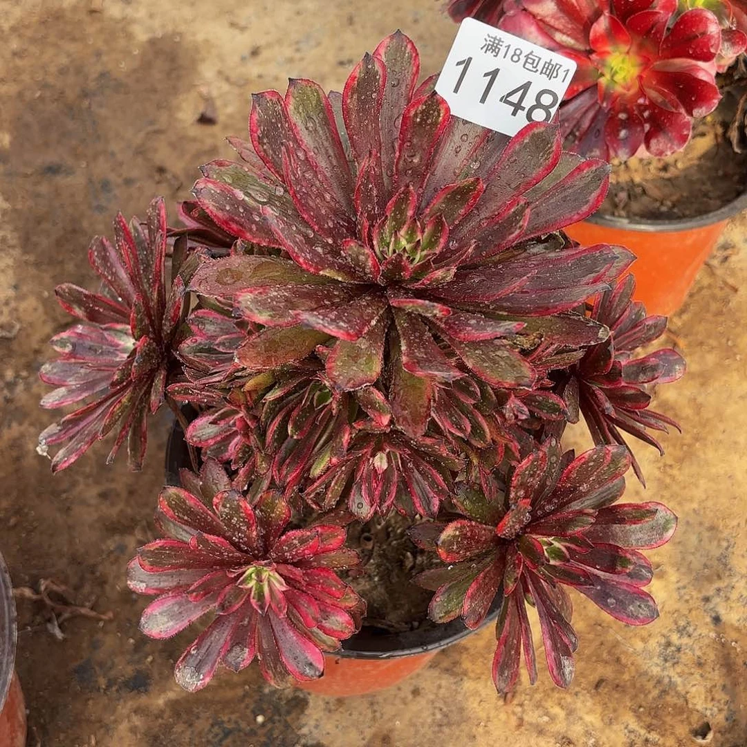 紫霞1148多肉植物