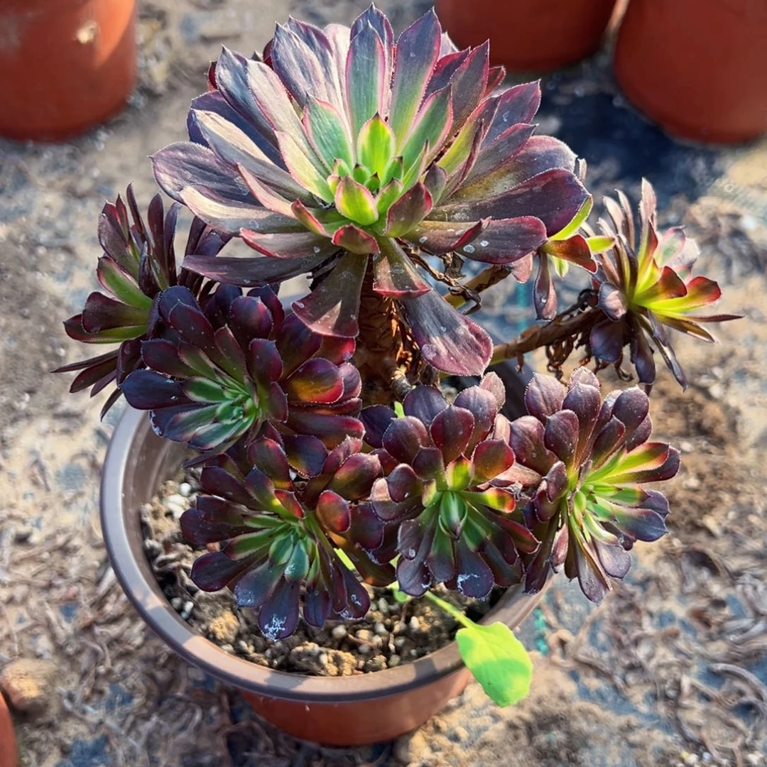 黑天鹅9.9请棚福利