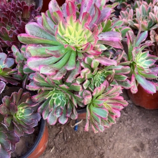 天合9.9请棚福利