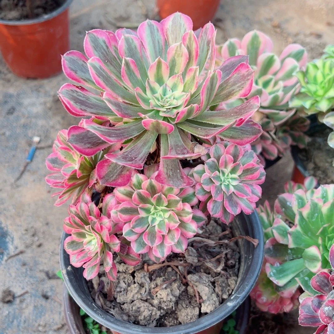 伊丽莎白9.9请棚福利