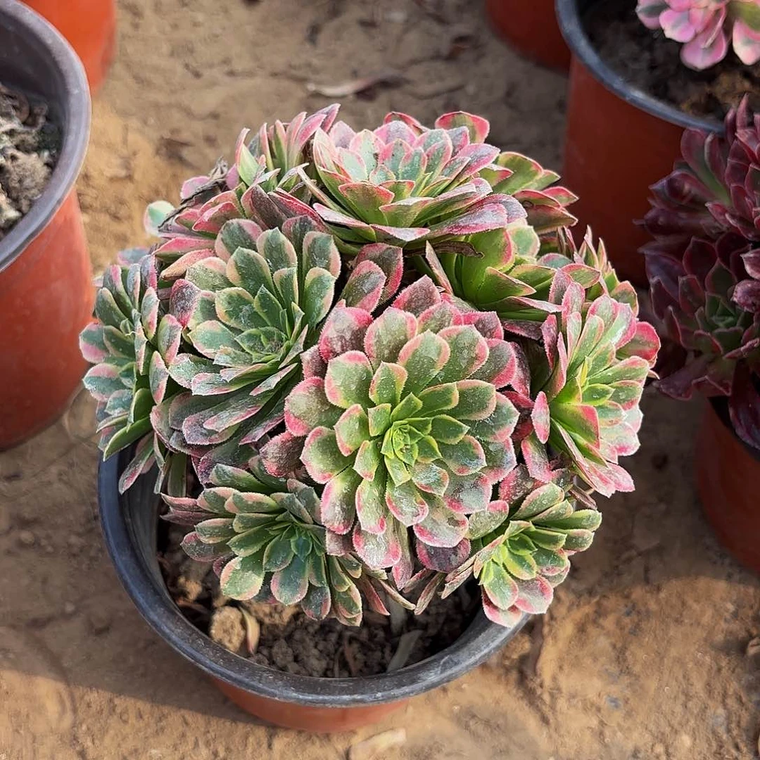 朝霞绣球9.9多肉植物