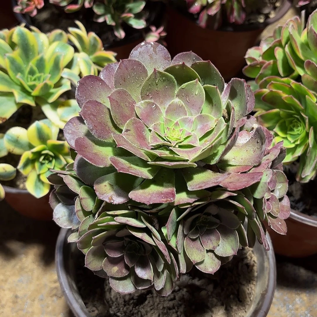 小万圣节9.9多肉植物