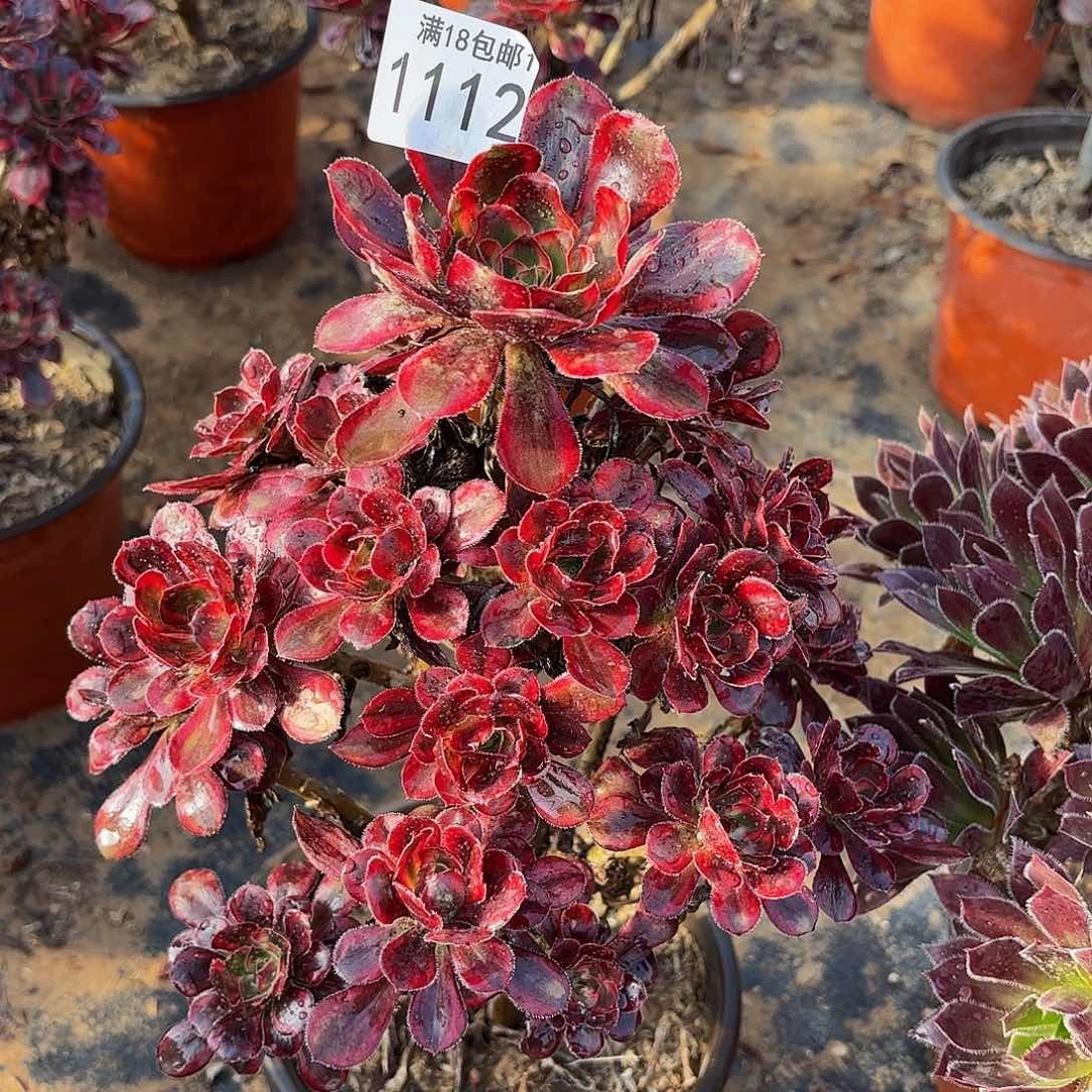 香奈儿1112多肉植物