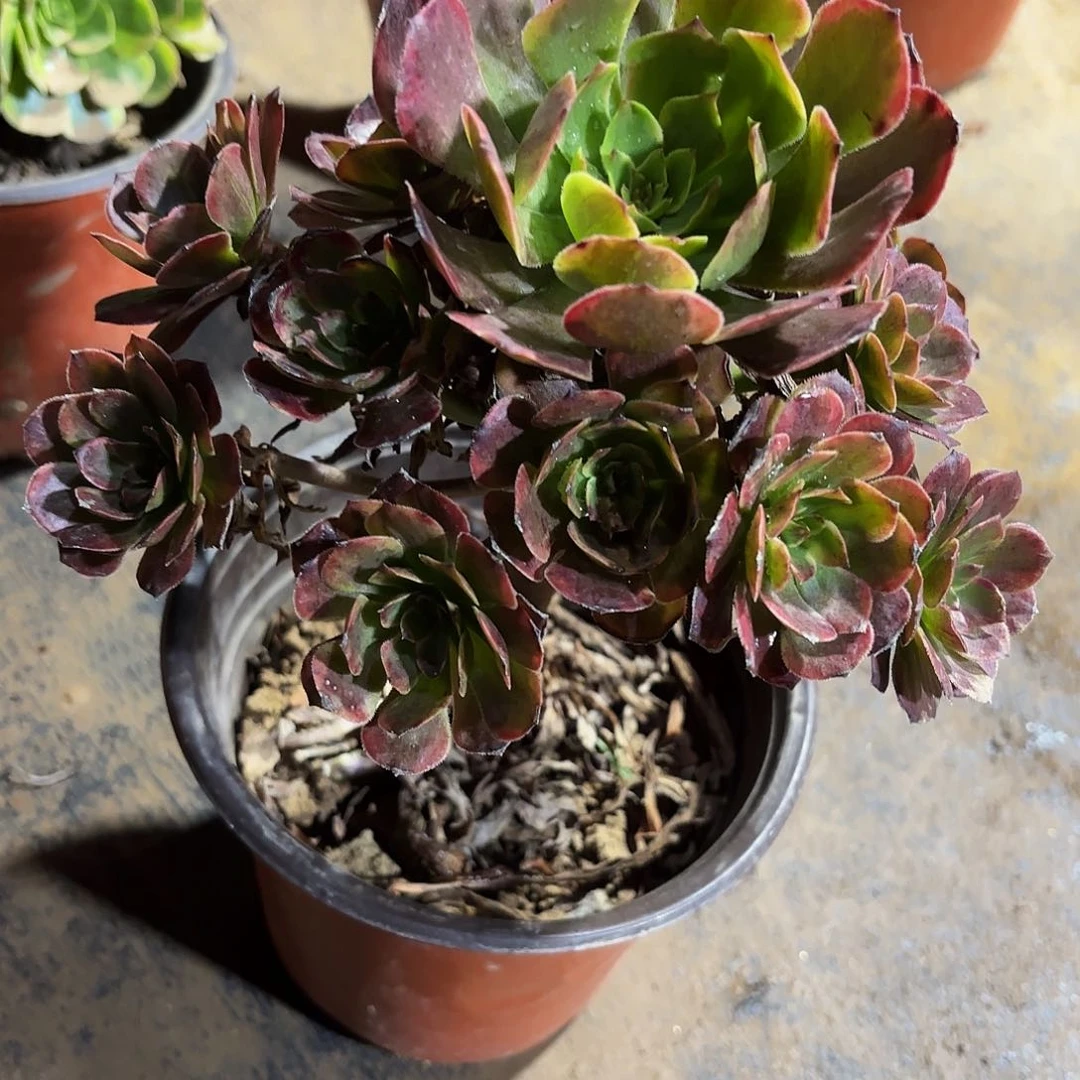 烟花9.9多肉植物