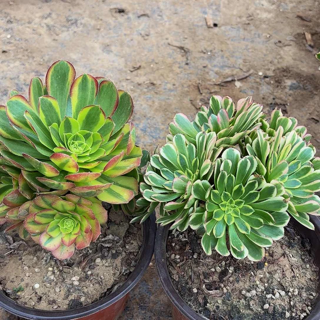 朝霞➕奶白9.9 多肉植物