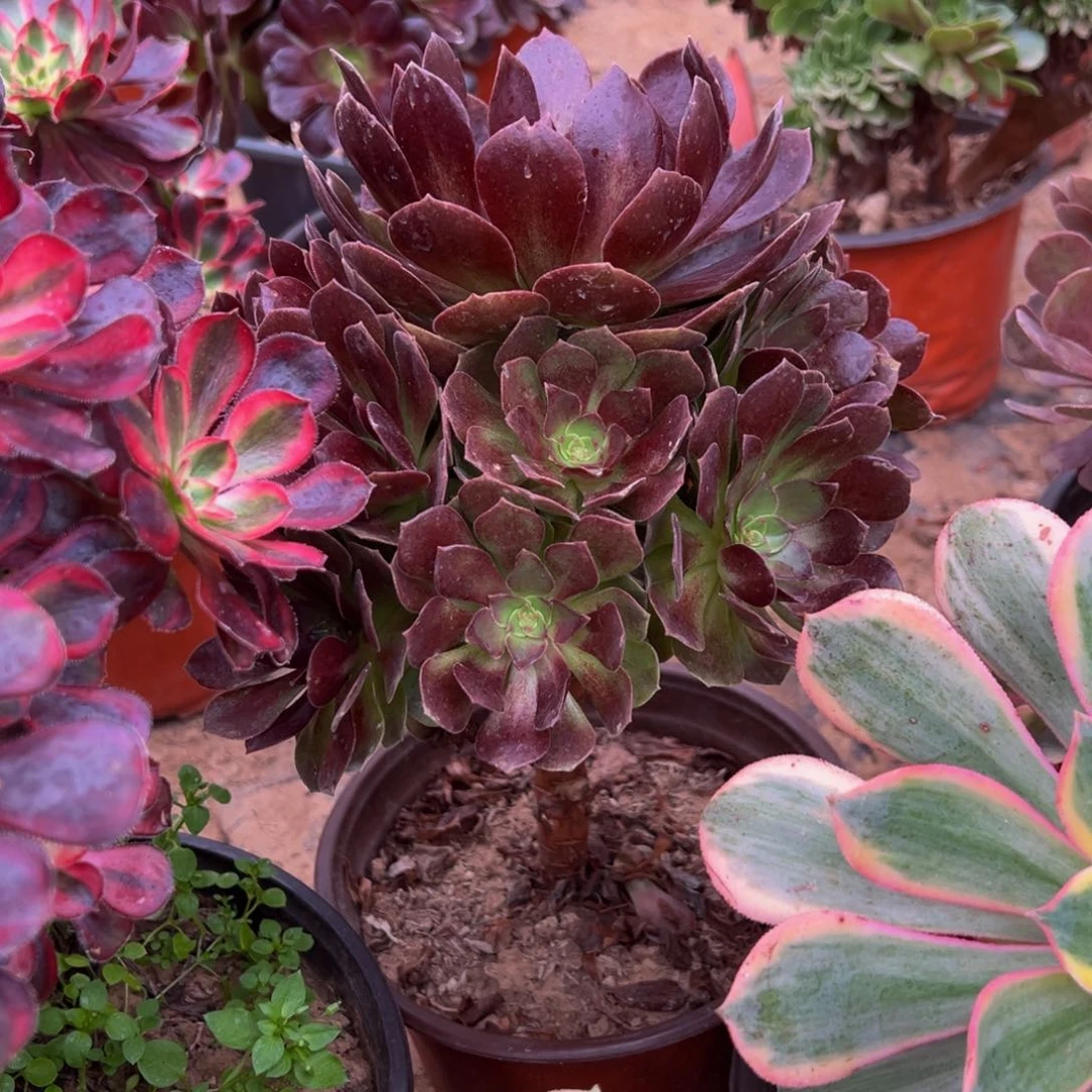 黑金玫瑰9.9有砍伤请棚福利